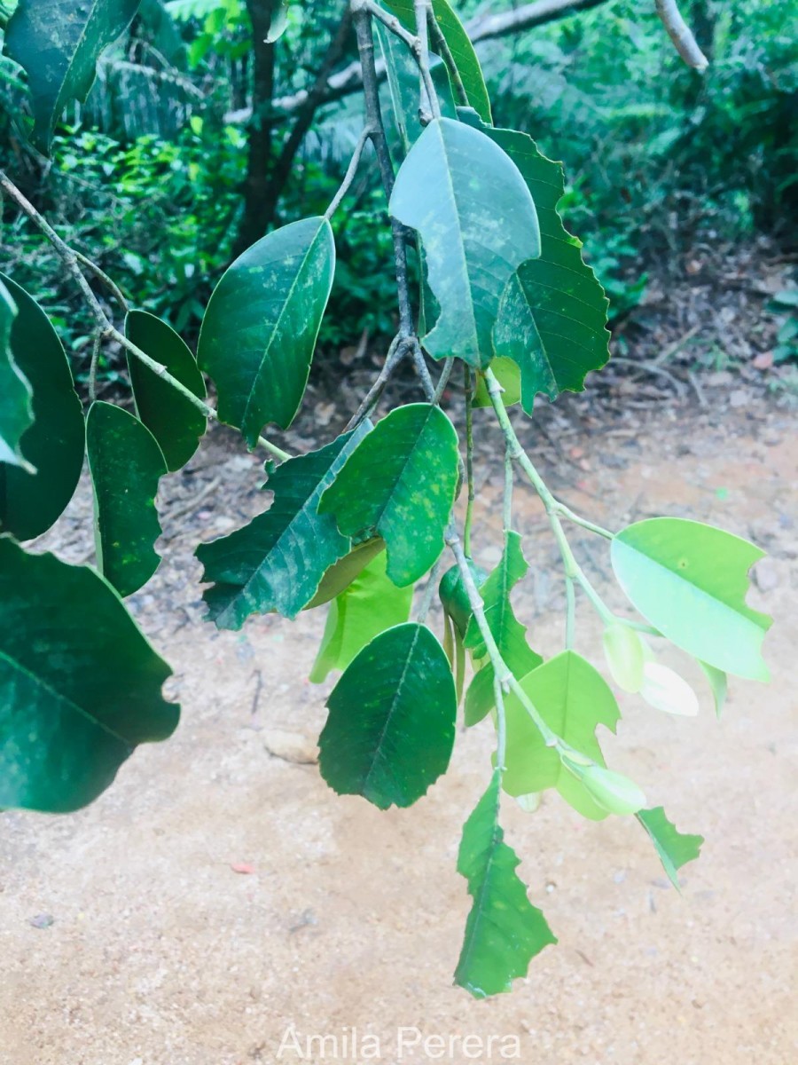 Anthoshorea hulanidda (Kosterm.) P.S.Ashton & J.Heck. Kosterm.